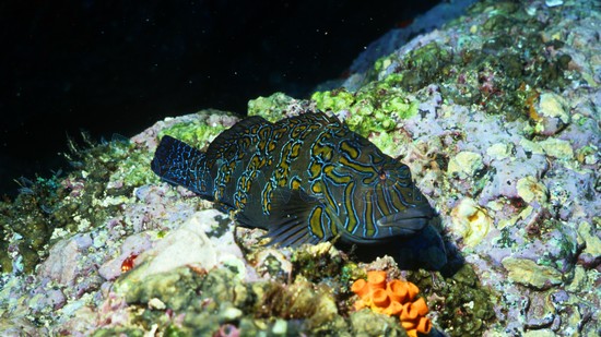 Giant Hawkfish - East Pacific, Size 7-9 inches For Sale (Cirrhitus ...