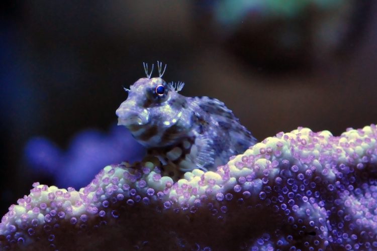 Lawnmower Blenny For Sale (Salarias fasciatus). TOP Care facts