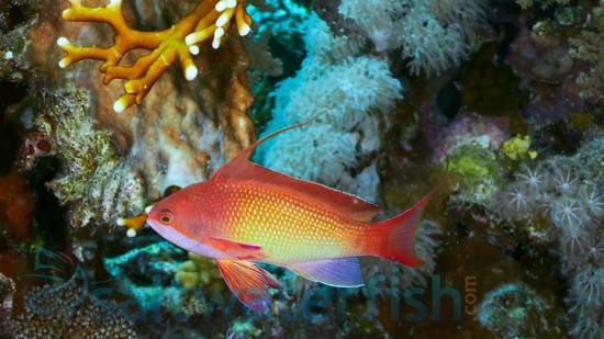 Lyretail Anthias: Female - Fiji, Size