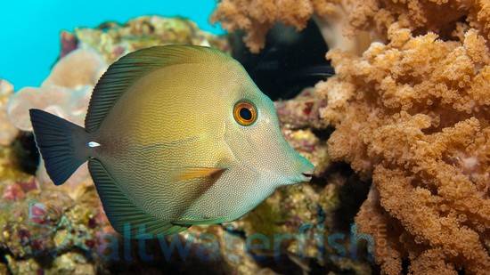 Scopas Tang - Central Pacific, Size 2.25 - 3.25 inches For Sale