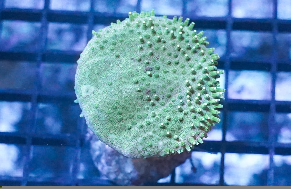 Toadstool Leather Coral: Green Polyp - Indo Pacific, Size Large For ...