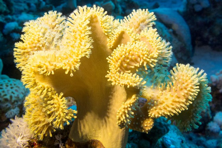 Yellow Leather Coral For Sale (Sarcophyton elegans). TOP Care facts