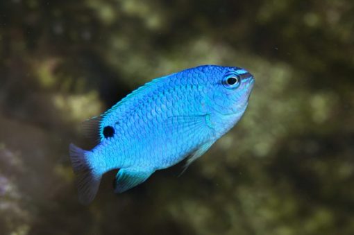 Blue Damsel For Sale (Chrysiptera cyanea). TOP Care facts. Reefs4Less.com