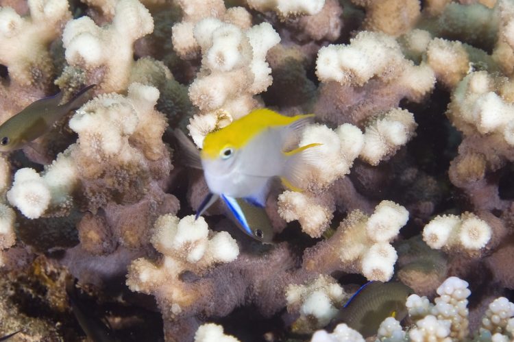 Bluefin Damsel Juvenile For Sale (Neoglyphidodon melas). TOP Care facts