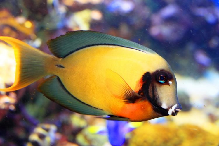 Chocolate Tang For Sale (Acanthurus pyroferus). TOP Care facts