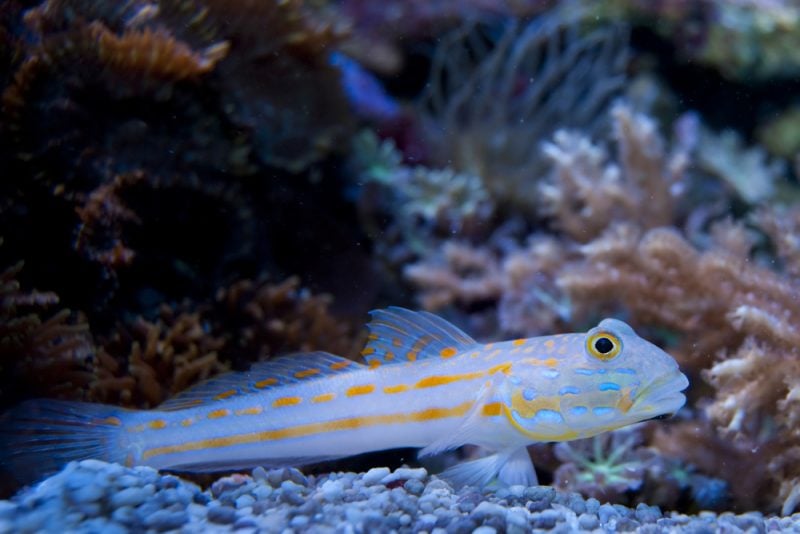 Diamond Goby For Sale (Valencienna puellaris). TOP Care facts