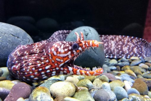 Dragon Eel For Sale (Enchelycore pardalis). TOP Care facts. Reefs4Less.com