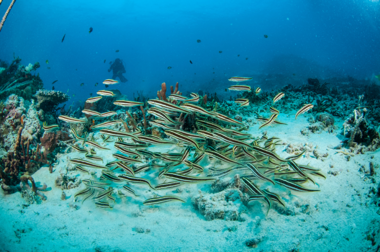 Engineer Goby For Sale (Pholidichthys leucotaenia). TOP Care facts