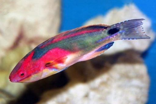 Exquisite Fairy Wrasse For Sale (Cirrhilabrus exquistus). TOP Care ...