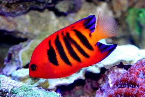 Flame Angel For Sale (Centropyge loriculus). TOP Care facts. Reefs4Less.com