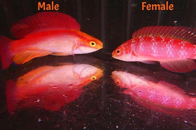 Flame Wrasse Picture