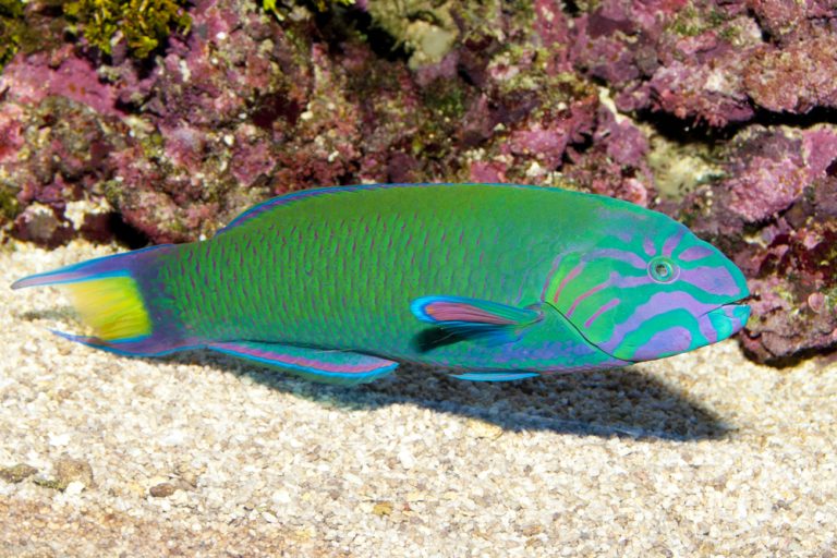 Lunare Wrasse For Sale Thalassoma Lunare Top Care Facts