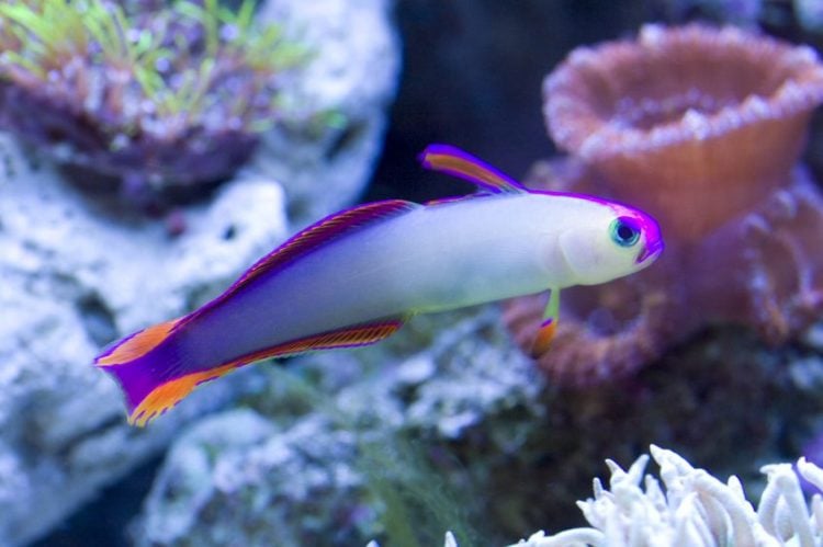 Purple Firefish Goby For Sale (Nemateleotris decora). TOP Care facts