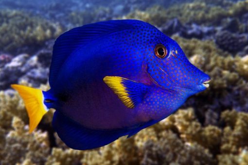 Purple Tang For Sale (Zebrasoma xanthurum). TOP Care facts. Reefs4Less.com