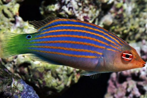 Six Line Wrasse For Sale