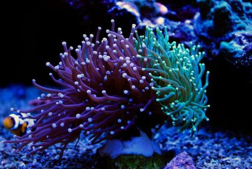 Torch Coral