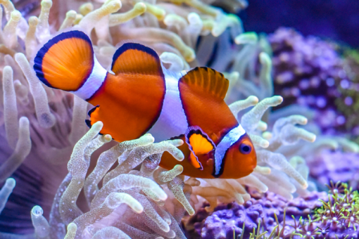 Percula True Clownfish For Sale (Amphiprion percula). TOP Care facts ...