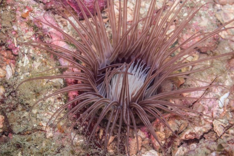 Tube Anemone For Sale (Cerianthus sp.). TOP Care facts. Reefs4Less.com