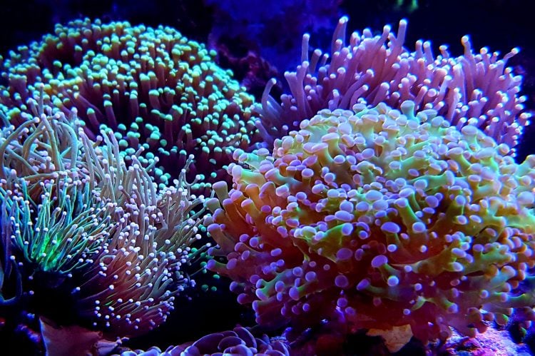 LPS Corals – Page 7 of 7 – Reefs4Less.com