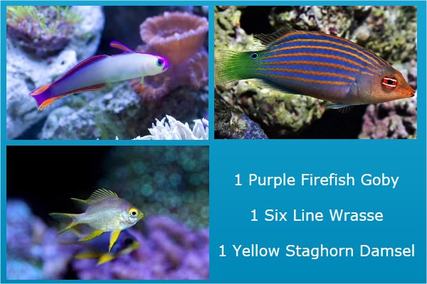 Fish Collection Of The Week For Sale (). TOP Care facts. Reefs4Less.com