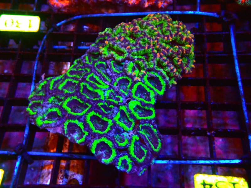 ACAN LORD ULTRA For Sale ()