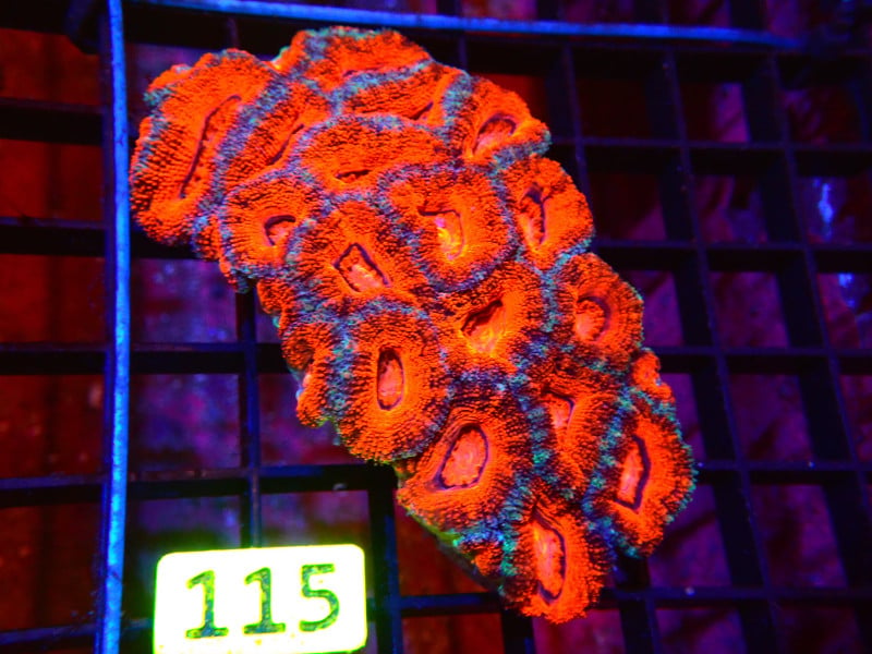 ACAN LORD ULTRA RED For Sale (). TOP Care facts. Reefs4Less.com