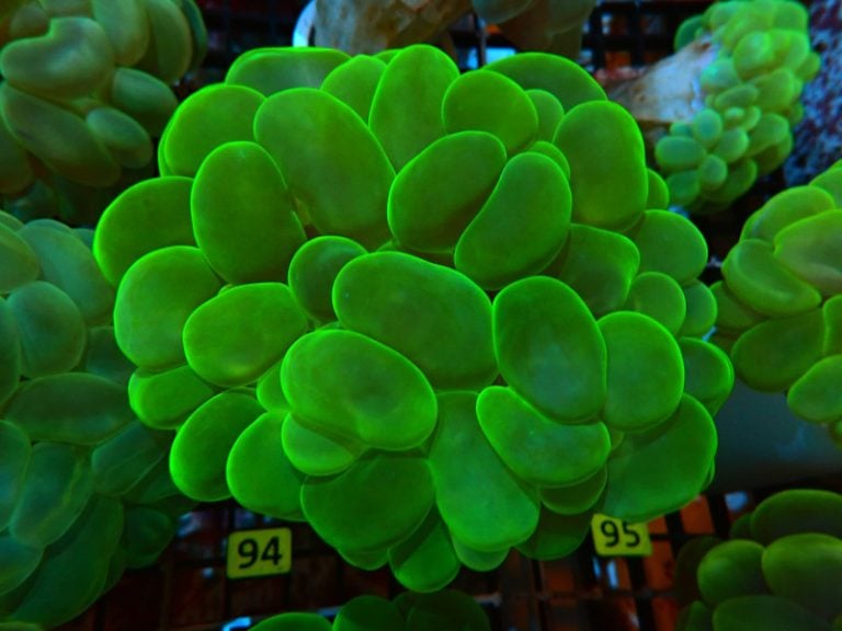 Bubble Coral Neon Green