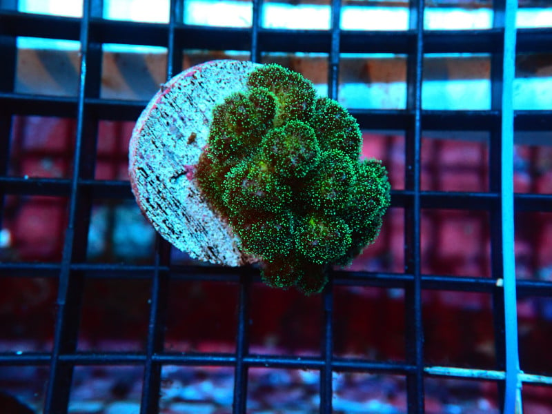 POCILLOPORA EACH CULTURED For Sale (). TOP Care facts. Reefs4Less.com