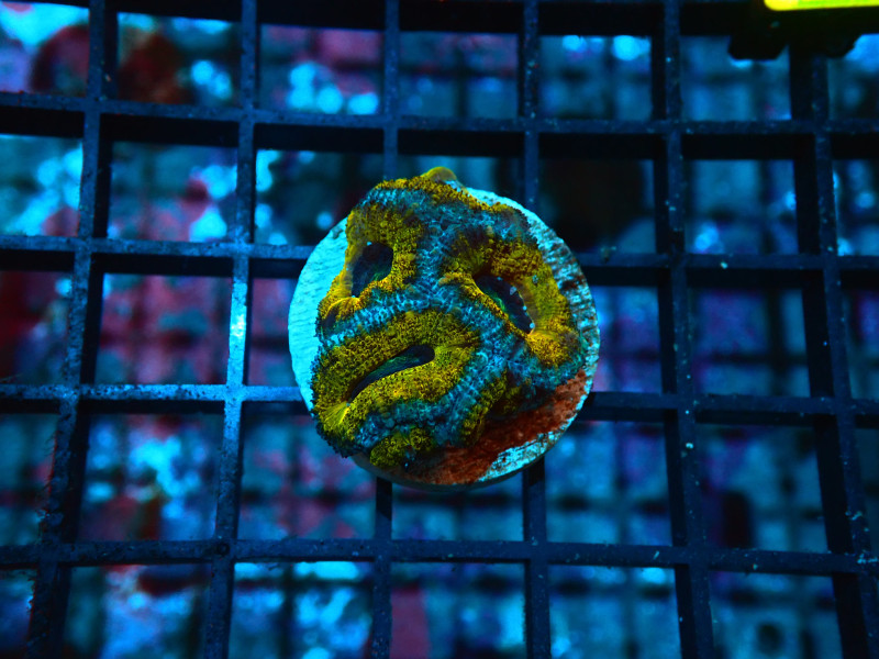 ACAN LORD GOLD CULUTRED For Sale (). TOP Care facts. Reefs4Less.com