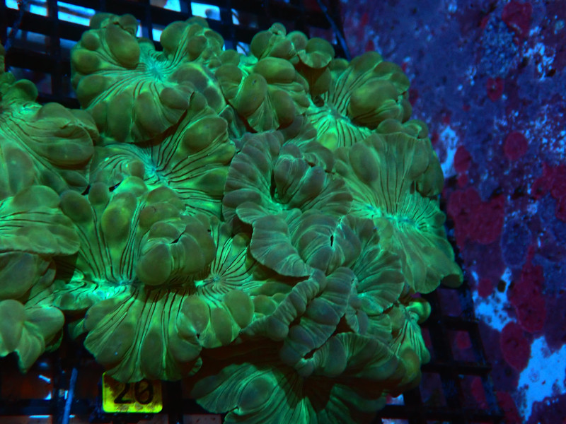 FOX CORAL EACH METALLIC For Sale (). TOP Care facts. Reefs4Less.com