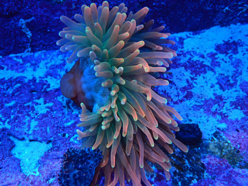 ANEMONE ROSE BUBBLE ULTRA For Sale (). TOP Care facts. Reefs4Less.com