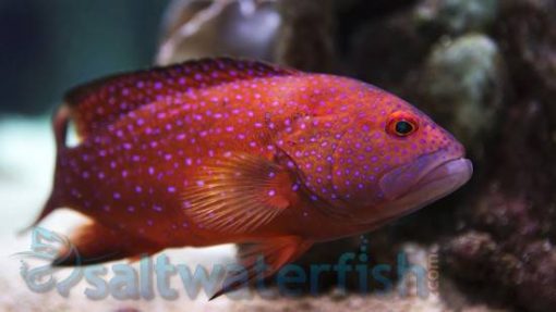 Miniatus Grouper - Indonesia, Size 4.5 - 5.5 inches For Sale