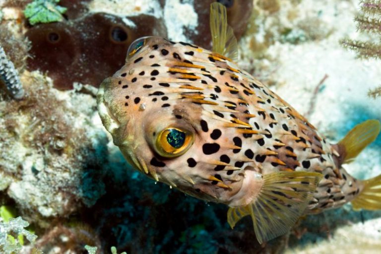 Porcupine Puffer For Sale (diodon Holocanthus). Top Care Facts 