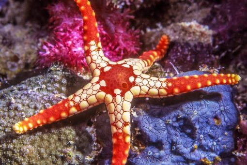 Red and Pink Tile Starfish For Sale (Fromia sp. ). TOP Care facts ...