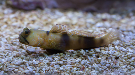 Spotted Watchman Shrimpgoby, Size 2 - 3 inches For Sale (Cryptocentrus ...