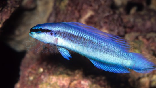 Indigo Dottyback - Captive Bred South Pacific, Size