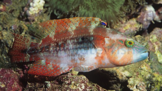 Two Spot Wrasse - South Pacific, Size