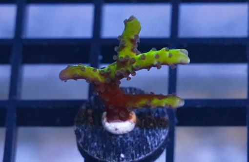 Anacropora, Banana Hammock 1 inches