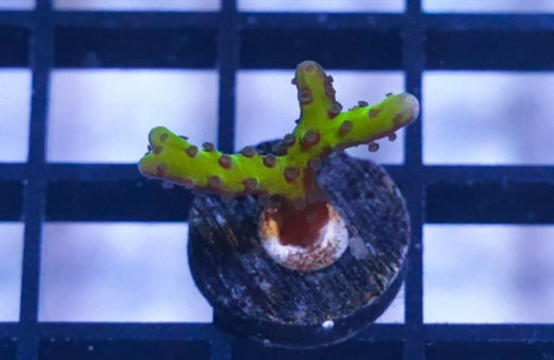 Anacropora, Banana Hammock 1 inches