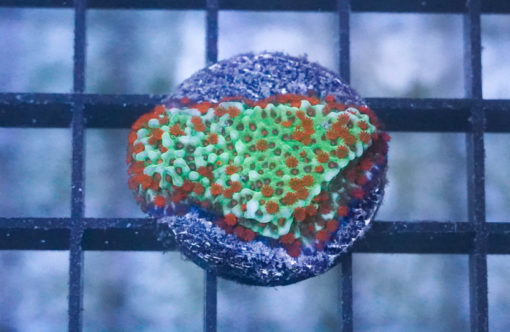 Encrusting, Green w/Red Polyp w/Purple Rim  (Aquaman) 1 inches