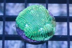 Lithophyllon Green w/Blue Eye 1 inches