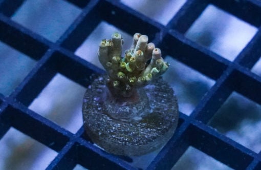 Acropora, Snow Dragon 0.5 inches