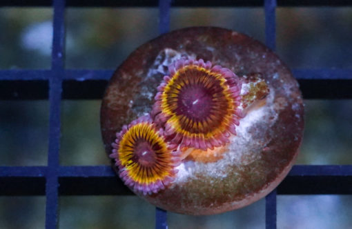 Zoa, Pink Lemonade 0.75 inches