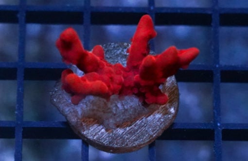 Montipora Ultra 1.5 inches