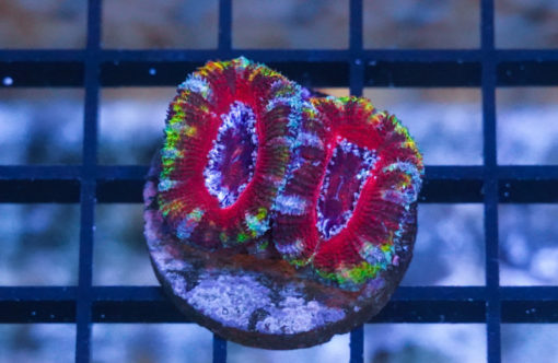 Acanthastrea Ultra Color 1 inches