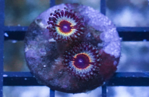 Zoa, Sonic Flare 0.5 inches