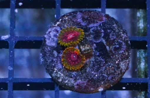 Zoa, Grandmaster Krakatoa 0.5 inches