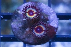 Zoa, Sonic Flare 0.5 inches