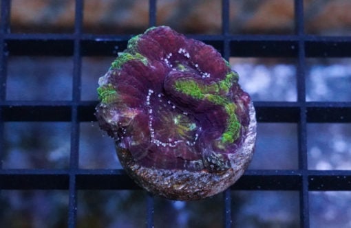 Acanthastrea Ultra Color 1.25 inches