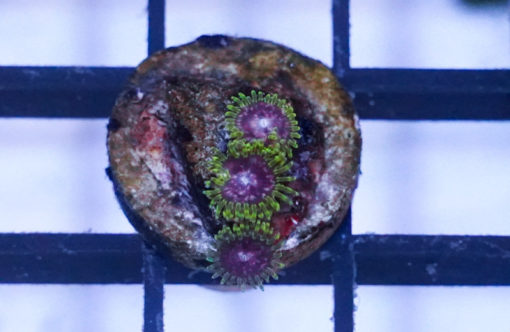 Zoa, Purple Monsters .5 inches